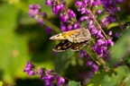Grayling Butterfly - 6d3724