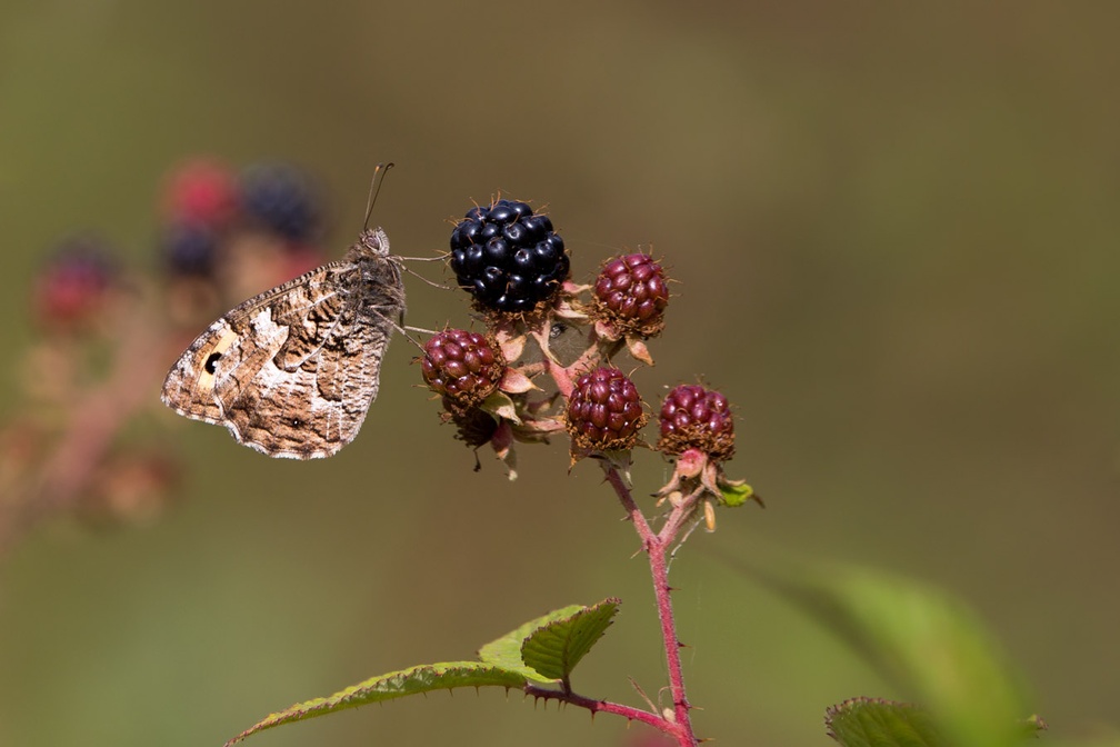 Grayling Butterfly on Blackberry - 6d3704