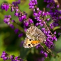 Grayling Butterfly - 6d3744