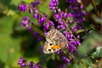 Grayling Butterfly - 6d3744