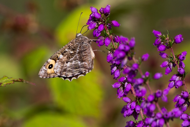 grayling-butterfly-s150-600-g-6d3794.jpg