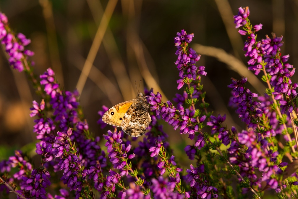 Grayling Butterfly on Bell Heather - 6d3876