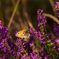 Grayling Butterfly on Bell Heather - 6d3876