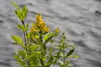 Yellow Loosestrife (Lysimachia vulgaris) - pk1-13381