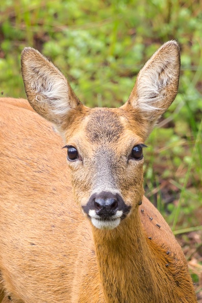Roe Deer Doe Portrait -c6d4003