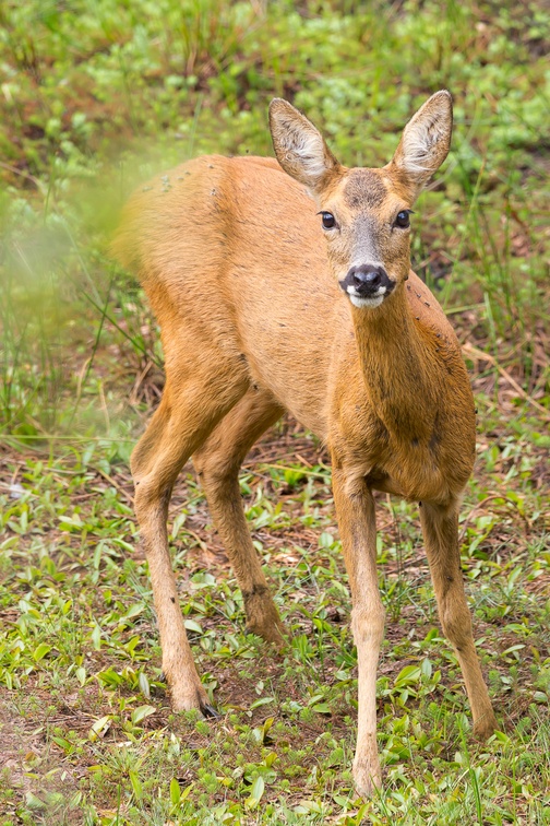 Roe Deer Doe - 6d4003