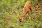 Roe Deer Doe Grazing - 6d4012