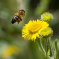 Honey Bee Flying over Fleabane - pk117866