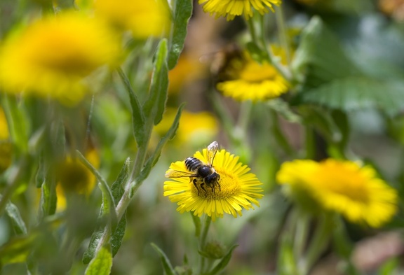 Leafcutter Bee on Fleabane Flower - pk117856