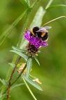 Bumblebee on Knapweed - 6d4158