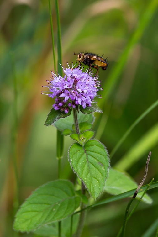 Bristly Fly on Water Mint - 6d4147