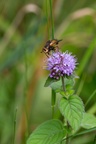 Bristly Fly on Water Mint - 6d4149