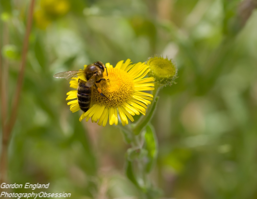 Honey Bee on Fleabane - pk117862