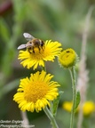 Honey Bee on Fleabane - pk117875