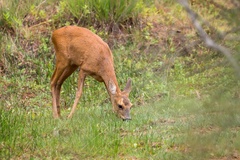 Roe Deer Doe - 6d4030