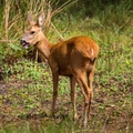 Roe Deer Doe - 6d4060