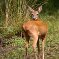 Roe Deer Doe - 6d4069