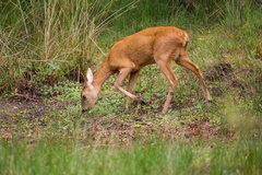 Roe Deer Doe - 6d4105