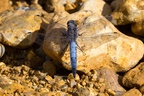 Black-tailed Skimmer Dragonfly - 6d4201