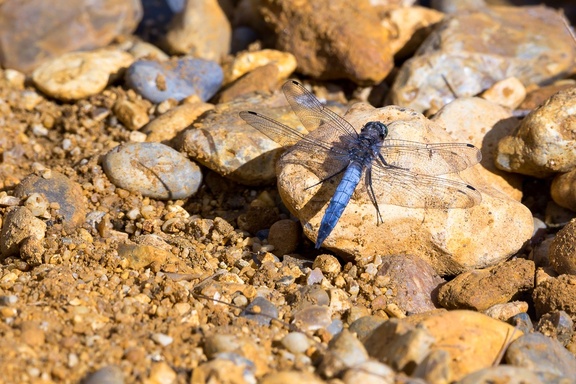 Black-tailed Skimmer Dragonfly - 6d4186