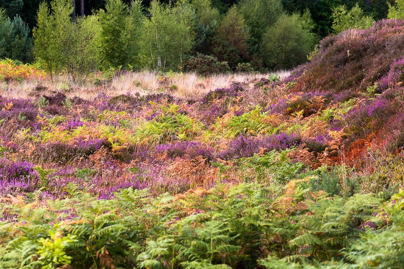 heathland-colour-s150-600-g-6d4228.jpg