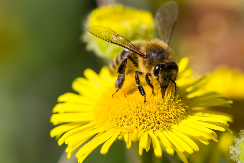 Honey Bee on Fleabane - pk117901