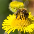 Honey Bee on Fleabane - pk117901