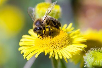 Honey Bee on Fleabane - pk117895