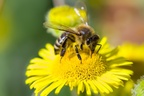 Honey Bee on Fleabane - pk117900