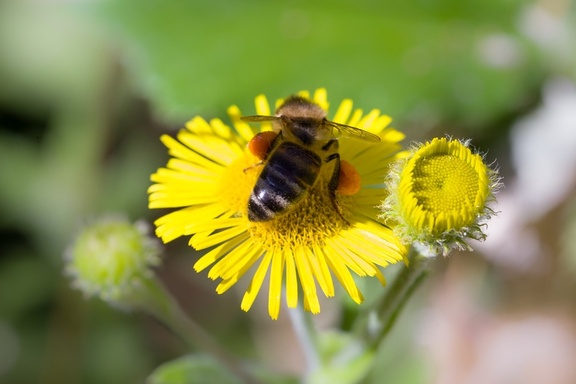 Busy Bee with Pollen Sacs - pk117918