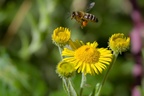 Honey Bee Flying over Fleabane - pk117920