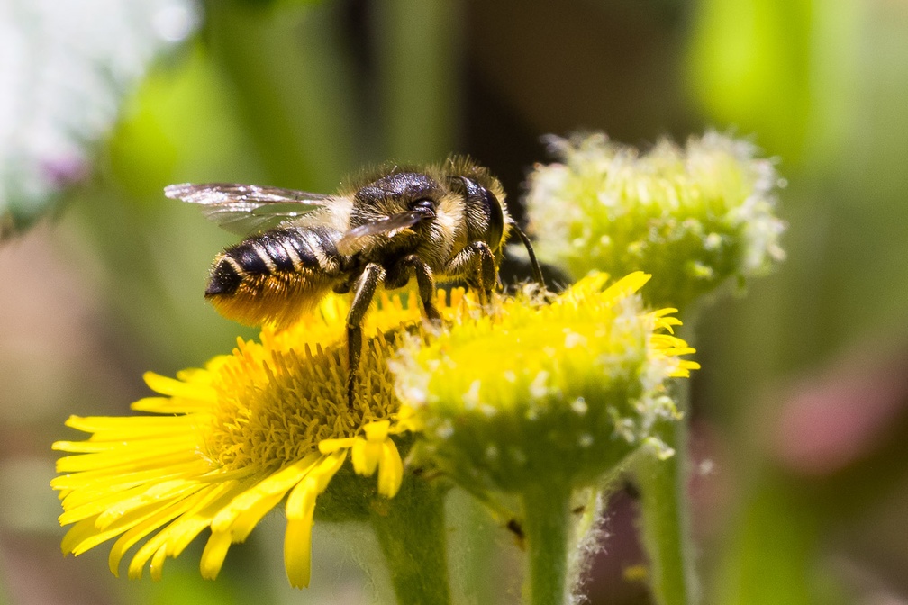 Patchwork Leafcutter Bee - cpk117889