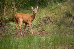 Female Roe Deer - 6d4074