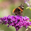 Red Admiral - 6d4244