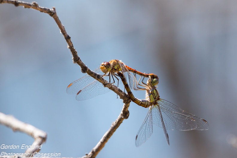 Common Darter Dragonfly Mating Wheel - 6d4422