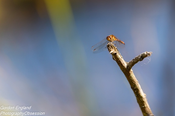 Common Darter Dragonfly - 6d4372