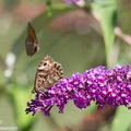 Grayling Butterfly - 6d4254