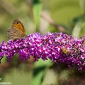 Meadow Brown and Honey Bee - 6d4265