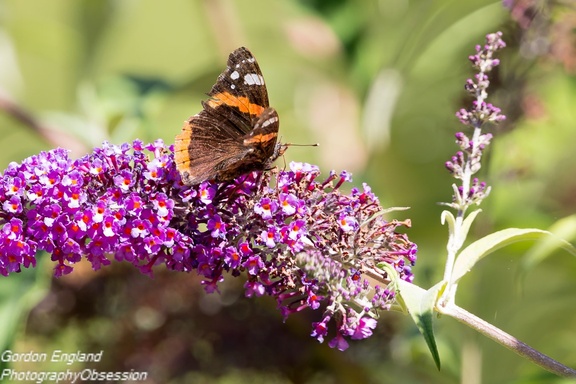 Red Admiral - 6d4231
