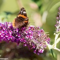 Red Admiral - 6d4231