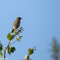 Stonechat Bird - 6d4466