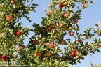 Apple Tree with Fruit - 6d4541