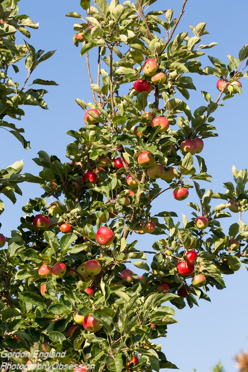Apple Tree with Fruit - 6d4544
