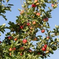 apples-s150-600-g-6d4544.jpg