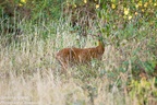 Roe Deer - 6d4462