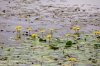 Yellow Fringed Water-lily - 6d4579