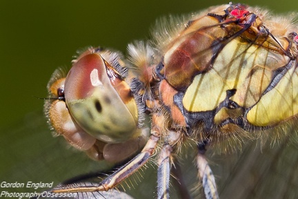 Male Common Darter Dragonfly Portrait - pk117983