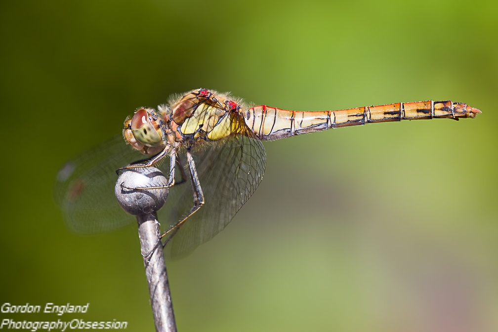 Male Common Darter Dragonfly - pk117983