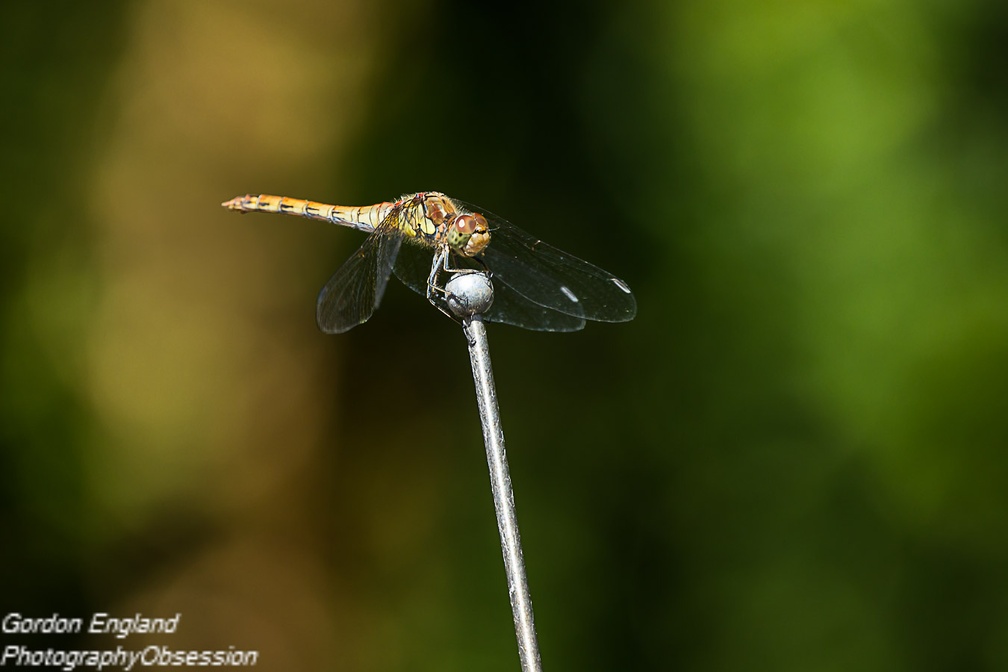 Male Common Darter Dragonfly - 6d4615