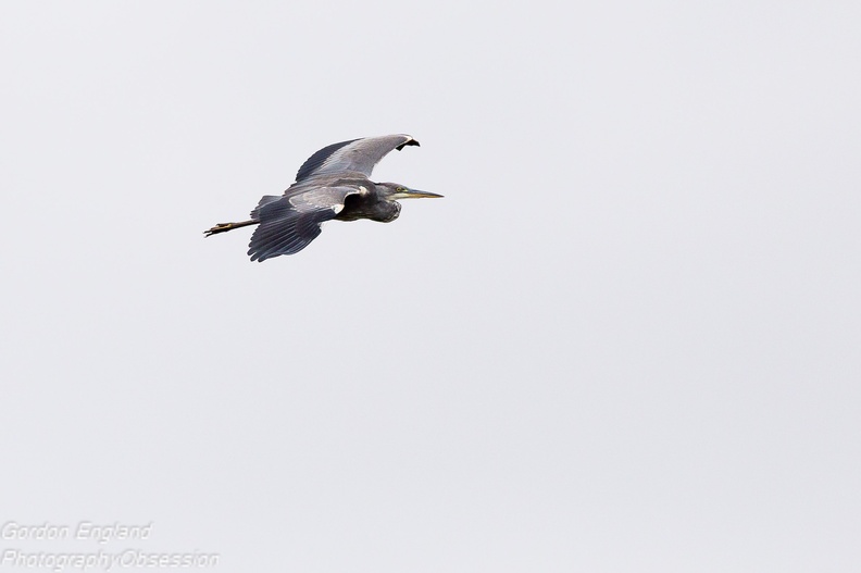 Grey Heron in Flight - 6d4571